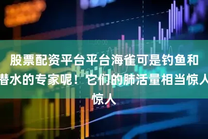 股票配资平台平台海雀可是钓鱼和潜水的专家呢！它们的肺活量相当惊人